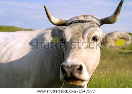 White cow close-up portrait
