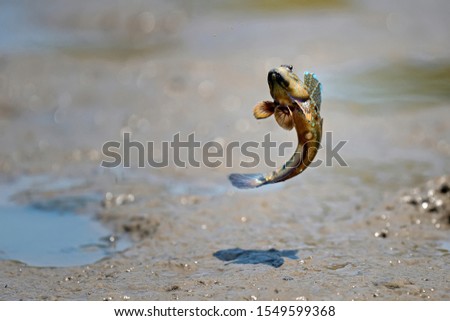 close up action Mudskipper jump in the sea