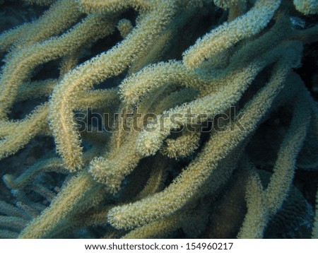 Underwater picture of a sea rod in the Caribbean sea around Bonaire.