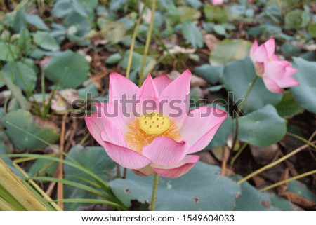 Nymphaea lotus pink lotus blossom lotus field background
