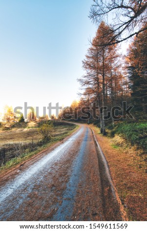 Small mountain road with autumn colors and pine needles on the ground