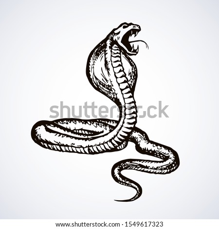 Big curve creepy viperidae crotalus asp serpentine on white backdrop. Outline black ink hand drawn zoo pictogram emblem logo sketchy in art retro doodle style pen on paper space for text. Closeup view