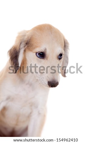 Tazy - Kazakh greyhound, 2 mounth old puppy, isolated on white