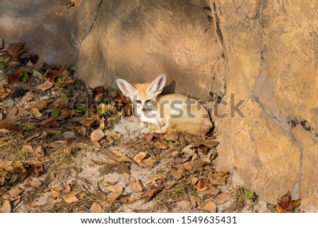 Desert fox curled up among the fallen leaves