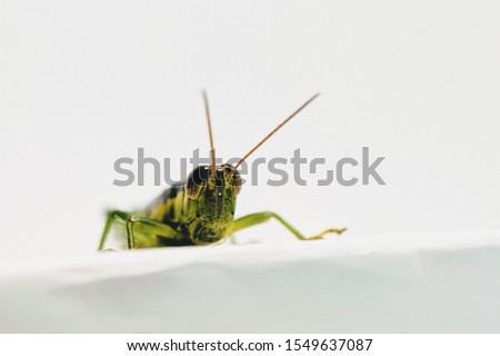grasshopper isolated on white background.