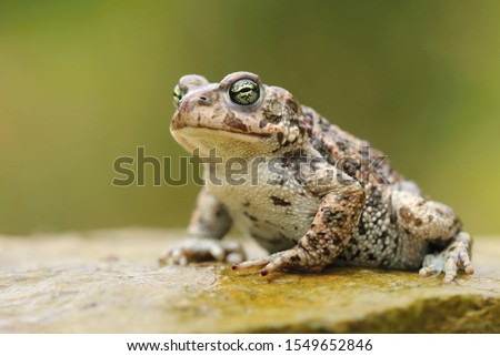 Rare natter jack toad Epidalea calamita