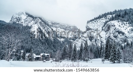 Majestic mountains in winter with white snowy spruces. Wonderful sunset at winter landscape. Amazing view on snowcovered rock mountains. Travel background, Romania