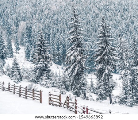 Winter mountains with white snowy spruces. Wonderful wintry landscape. Amazing view on snowcovered forested mountain slope. Tourism concept. Happy New Year