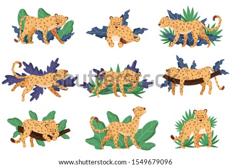 Spotted Leopard and Tropical Greenery Vector Illustrations Set