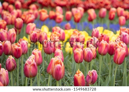 Tulip field in Amsterdam. Summer. 
Netherlands.