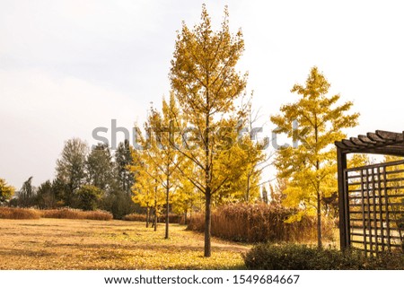 Beautiful yellow leaves of Ginko and tree in a park,yellow,orange, green, red colors and autumn landscape.