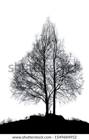 black silhouettes of trees isolated on black background