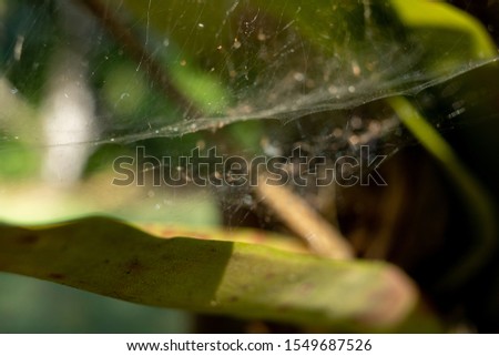 Spider web in a leaf
