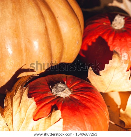 Autumn composition of pumpkins and yellow leaves. Stock photo of pumpkins on dry leaves.
