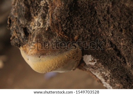 Termite bites feed on living tree bark - picture