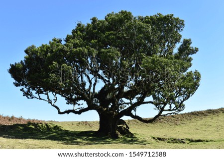 Hiking at the Fairy forest in Fanal with ancient laurel trees Royalty-Free Stock Photo #1549712588