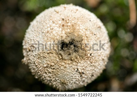 Mushroom close up in wild nature background fifty megapixels