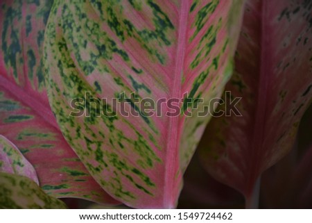 close up pink leaf beautiful in the nature