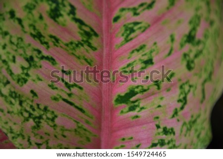 close up pink leaf beautiful in the nature