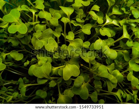 A picture of leafs in garden