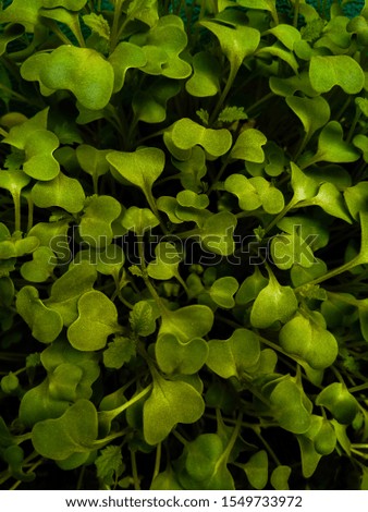 A picture of leafs in garden