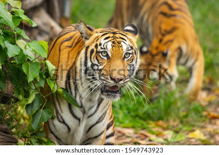 Bengal Tiger hunter looking forward in the jungle .