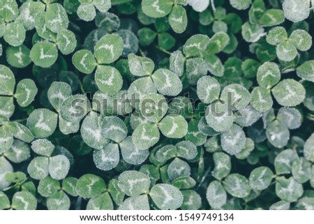 Closeup of Leaf clovers with Ice drops in the Cool Morning Day 