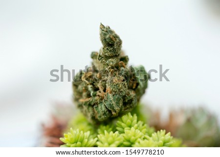 Cannabis macro background super lemon haze seeds fifty megapixels primts