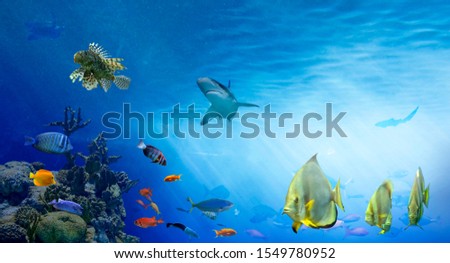 Underwater sea world. Life in the coral reef. Colorful tropical fish. Ecosystem. 