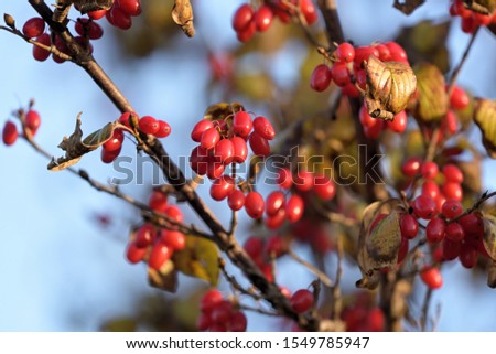 Red fruits of cornus officinalis, Beginning ripe Japanese cornelian cherry, on the branch
