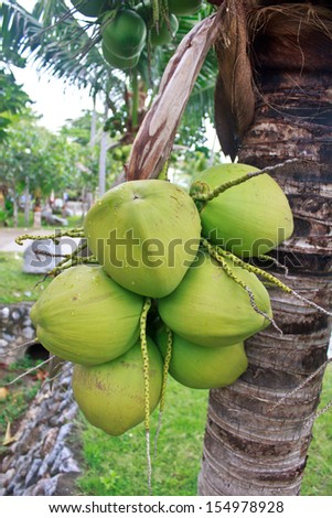 Young green coconuts at tree in garden