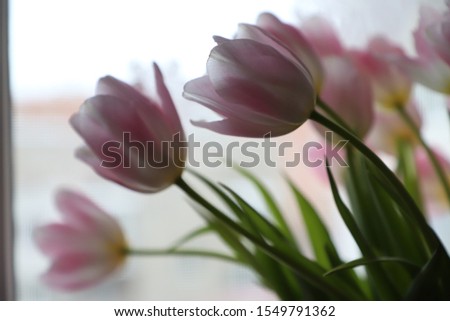 Pink delicate tulips - background and screen saver