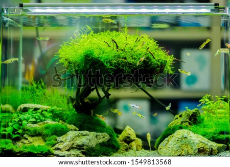 Freshwater aquarium in pet shop
