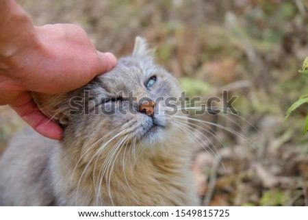 Human hand stroking gray old cat in nature. The love for cats. Care for the animals