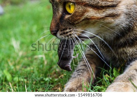 Cat with the prey she caught.