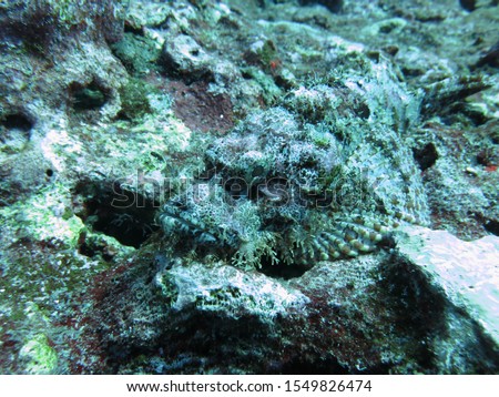 Scorpionfish macro picture hiding in tropical Indian Ocean in Thailand