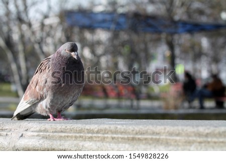 Pigeon ruffled up in the city park. Portrait of animal bird looking at the camera. Copy space for text. Blurred background