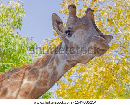 Giraffe head face isolated on the background of autumn trees