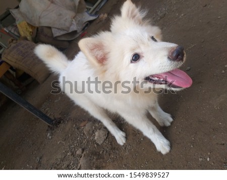 This dog are loking like a rabbit,very nice dog ,This dog are the very carefully see all around and protect home,farm,people
