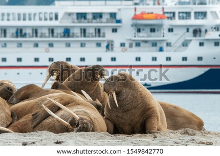 Group of walruses lay in front of expedition ship
