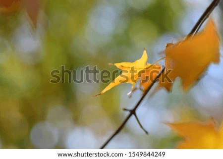Maple leaf with color change in autumn