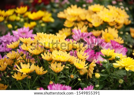 yellow and red field of daisies background
