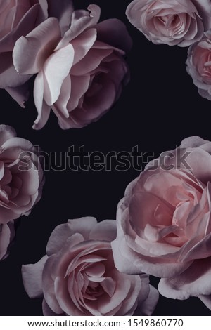 roses in purple tones on a dark background