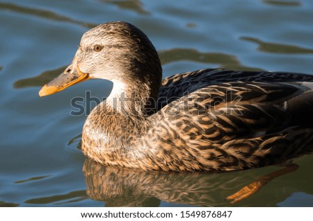 Female mallard duck in river water