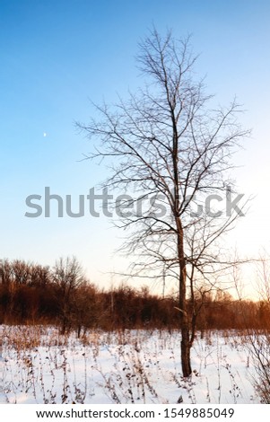 Lonely bare tree on a background of forest and blue sky in a winter evening in a snowy field