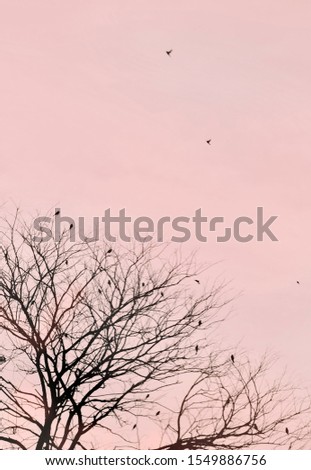 Evening light near dusk A group of bird perched on dry branches big tree  The sun is setting the horizon. The weather in winter is dim due to faint fog, blurred background, orange light, soft and warm