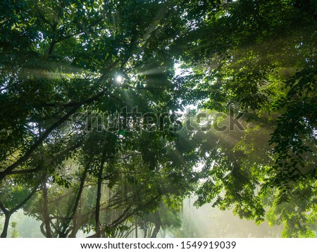 Sunlight ray through the tree on the foggy morning. A very pleased moment in the park and good to run. A peaceful good morning atmosphere with soft sunlight is good for lift up mentally health. Royalty-Free Stock Photo #1549919039