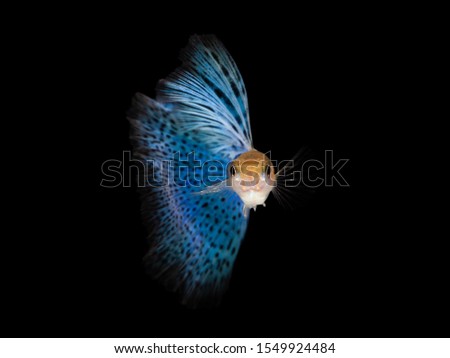  Multi color Poecilia reticulata ,on black background with clipping path,platinum blue grass guppy(Red grass)
