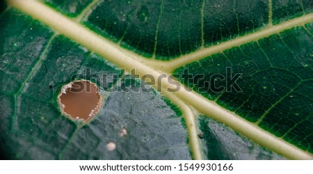 Abstract lines on green leaves and leaves that are perforated by animals