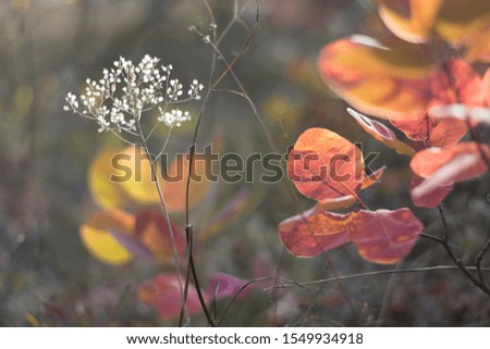 Autumn leaves and flowers blurred background closeup. Autumn forest nature